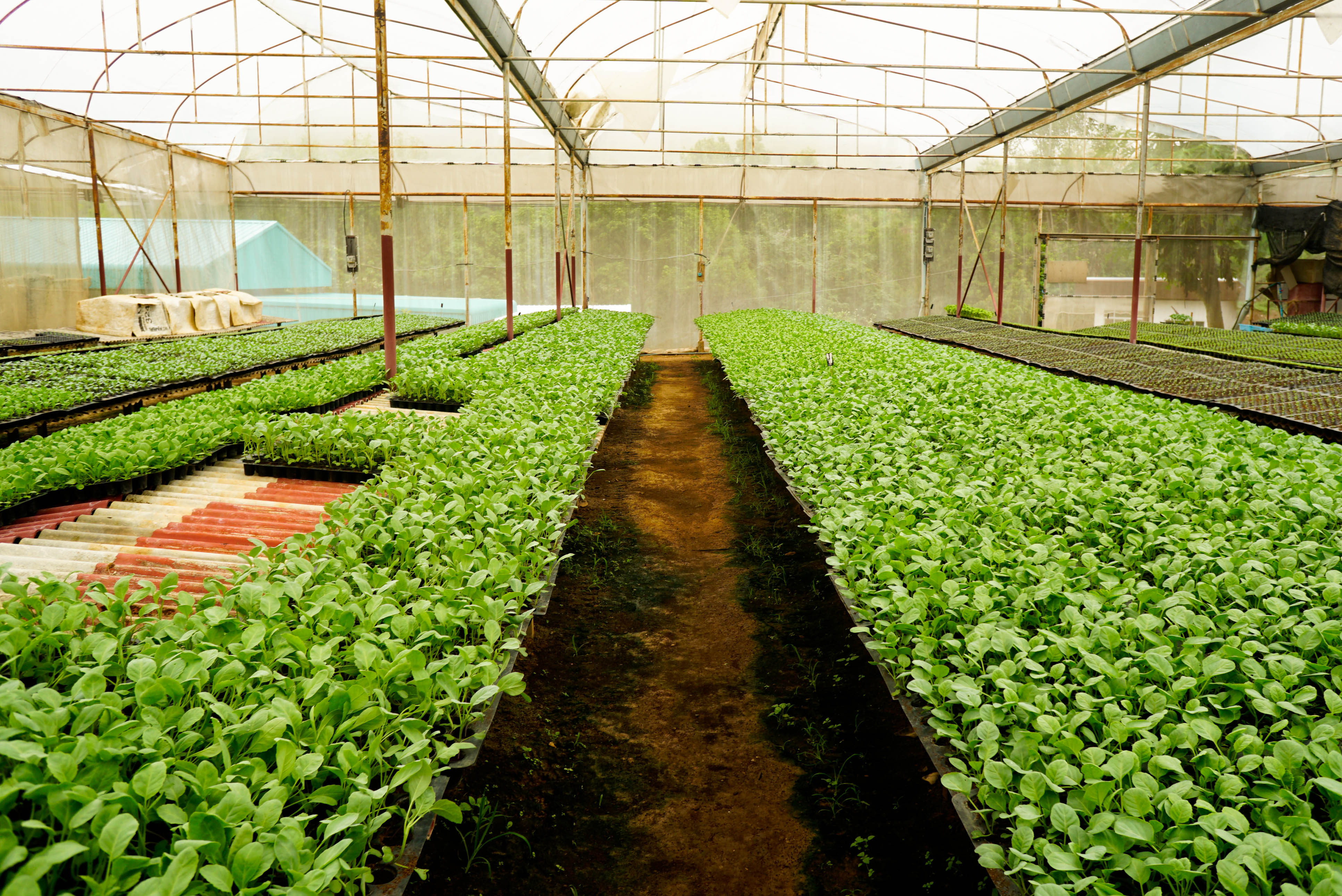 ศูนย์พัฒนาโครงการหลวงปังค่า- ร้านรถเช่า เชียงใหม่