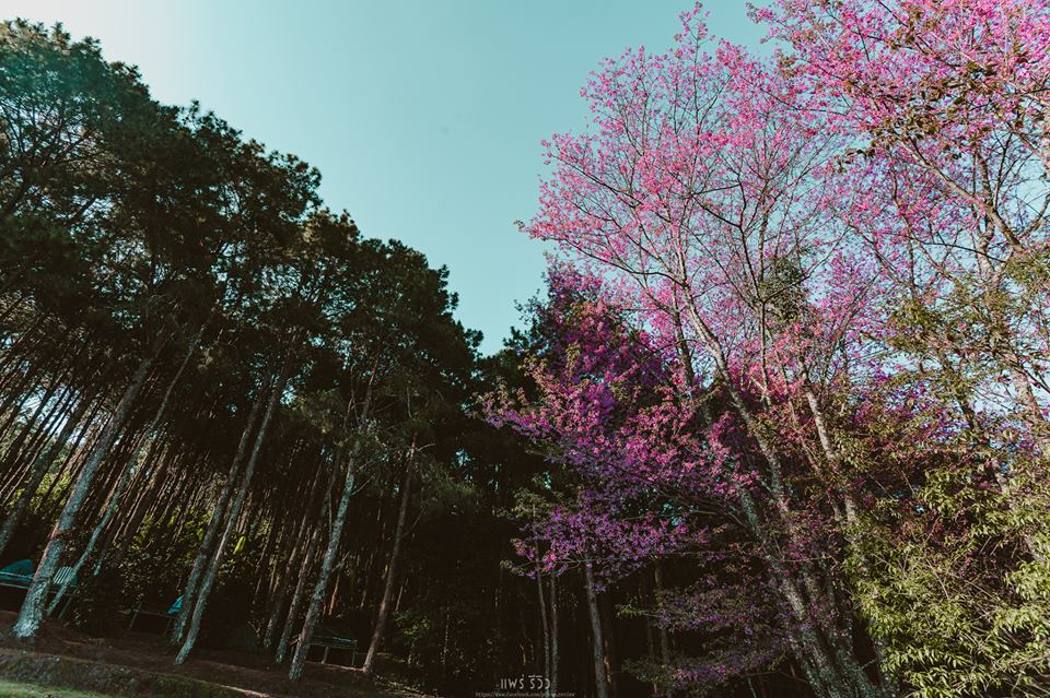 สถานีวิจัยต้นน้ำขุนสถาน จ.น่าน- เช่ารถเชียงใหม่