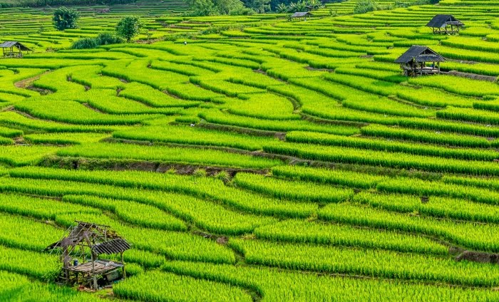 นาข้าวขั้นบันได จ.น่าน- รถเช่าดีดี