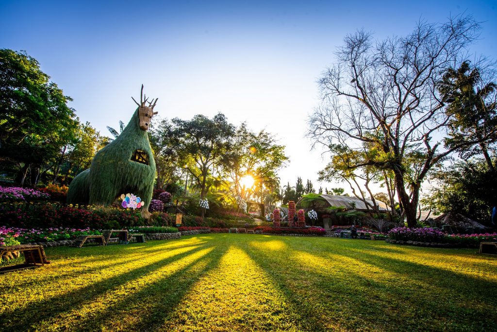 ตัวโตยักษ์  เชียงราย- เช่ารถเชียงใหม่ ท่องเที่ยว