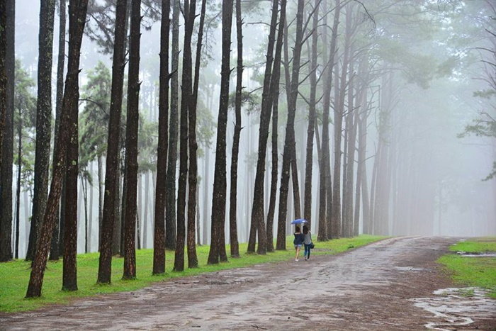 "สวนสนบ่อแก้ว" ในวันที่สายหมอกปกคลุม- รถเช่าดีดี