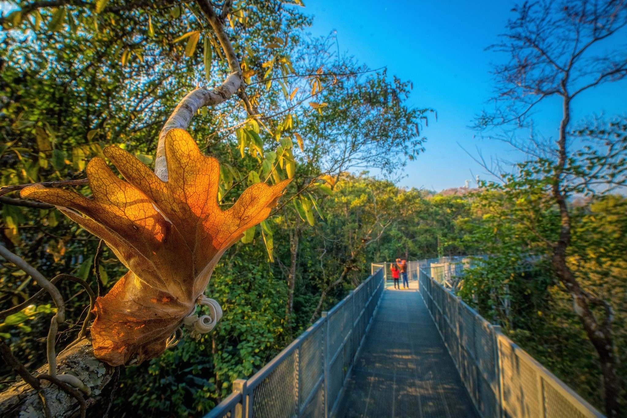 สวนพฤกษศาสตร์สมเด็จพระนางเจ้าสิริกิติ์ เชียงใหม่- รถเช่าดีดี
